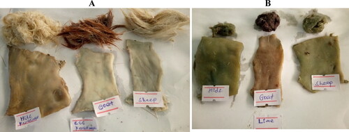 Figure 5. Enzymatic-based (A) and conventional (B) dehairing of goat, cattle, and sheep hides/skins. Enzymatic-based dehairing provides a hair-saving method with a white appearance that is more flexible and smoother with an undamaged grain structure because of removal of the epidermis (a), while lime-sulfide dissolves the hair and exhibits a harder grain surface with deposition of foreign particles. The pelt is hardened and less flexible (B).