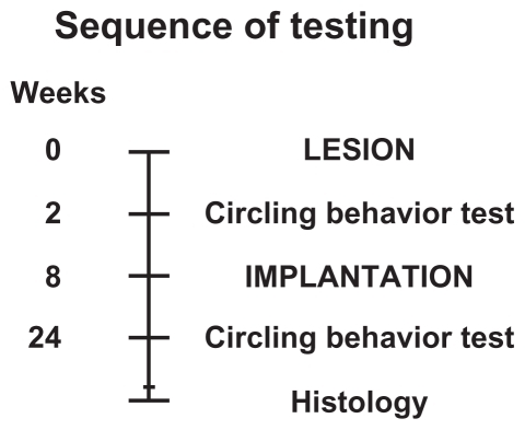 Figure 3 Experimental design. In all experimental groups, the circling behavior tests were performed two and 24 weeks after the unilateral nigral 6-hydroxydopamine lesion. In two groups of lesioned rats, a silica nanostructured material, with or without dopamine, was surgically implanted in the dopamine denervated striatum during the eighth week after the lesion.