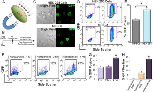 Figure 1 Transfection of hiPSCs using magnetic nanoparticles.Notes: (A) Diagram depicting magnetic nanoparticle-mediated transfection. (B) Schematic representation of the experimental protocol. (C) Confocal laser scanning microscopic images of double fusion construct-transfected HEK 293 cells (upper) and hiPSCs (lower). The left panels show the corresponding bright-field images of the cells. Scale bar is 10 µm. (D) Flow cytometric analyses of transfection efficiencies. Magnetic nanoparticle-treated cells without GFP plasmids were used as control for background fluorescence (Background FL) shown in the left panel. GFP signals were detected from the GFP expression in the cells. (E) Summary data from D (*P<0.05 by Student’s t-test, n=3–7). (F) Flow cytometric analysis of pIRES2-EGFP-transfected hiPSCs using 1, 2, and 4 hours of magnetotransfection. (G) Summary data from F (*P<0.05 by ANOVA, n=3–7). pIRES2-EGFP vector has a lower transfection efficiency compared to double fusion construct (D and E) after 4 hours of magnetotransfection. (H) Comparison of the transfection efficiency of hiPSCs using pIRES2-EGFP vector and lipofectamine-2000, -3000 and nanoparticle-mediated transfections. Four hours of transfection was used for all the conditions (*P<0.05 by ANOVA, n=3–7).