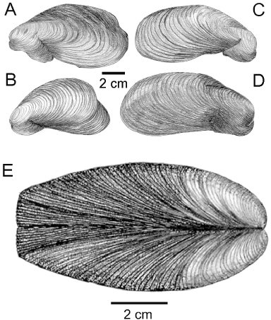 Figure 3. Modiolus modiolus. (A) and (B) left shell valves; and (C) and (D) right shell valves of individuals showing varying degrees of ventral and posterior deformation; and (E) a dorsal view of a shell showing how growth has been stunted posteriorly.