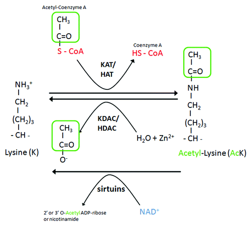 Figure 1. Acetylation control by KATs-HATs and KDACs-HDACs. Acetylation and deacetylation of proteins at lysine residues are mediated by lysine acetylases (KATs or HATs) and deacetylases (KDACs or HDACs). KATs/HATs transfer an acetyl-group of acetyl-CoA to the ɛ-amino group of an internal lysine residue. The reverse reaction is mediated by KDACs-HDACs and requires Zn2+, whereas sirtuins requires NAD+.