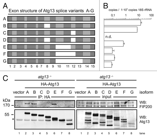 Figure 4. FIP200 binding site in Atg13 is encoded by exon 12. (A) Schematic representation of Atg13 splice variants (named A-G) amplified from DT40 cells. (B) The relative abundance of these splice variants was analyzed by qRT-PCR using splice variant-specific primer combinations (see Supplementary Material and Methods and Fig. S8A). (C) atg13−/− cells were reconstituted with HA-tagged versions of splice variants A-G and lysates were subjected to anti-HA immunoprecipitation and analyzed for Atg13 and FIP200 by immunoblotting. Asterisk indicates an unspecific background band.