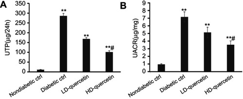 Figure 4 Effects of quercetin on hyperfiltration and microalbuminuria after administration for 10 weeks. (A) 24-hour UTP; (B) UACR. **P<0.01, compared with non-diabetic control group; #P<0.05, compared with either LD-quercetin group or diabetic control group.