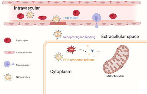 Figure 3. Targeting and controlled release of polymer nanoparticles. Nanoparticles are passively targeted to the site of myocardial injury by means of the EPR effect, followed by ligand-mediated intracellular entry and release of drugs for MI/RI treatment under the stimulation of ROS.