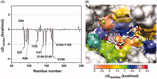 Figure 6. (A) Per-residue decomposition free energy of 3d/hTopoIIα complex and (B) the binding orientation of 3d inside the ATP-binding pocket of ATPase domain, drawn from the last MD snapshot.
