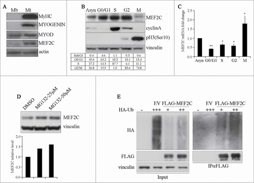 Figure 1. MEF2C protein level is downregulated in mitosis and is targeted for degradation by the Ubiquitin-Proteasome Pathway. (A) MEF2C is expressed in proliferating myoblasts. Total protein extracts from C2 growing myoblasts (Mb) or differentiated myotubes (Mt) were analyzed by Western blot with antibodies against myosin heavy chain (MyHC), MYOGENIN, MYOD and MEF2C. Actin was used as loading control. (B) MEF2C protein level decreases in mitotic cells. C2 cells were grown asynchronously in high serum medium (Asyn), arrested in G0/G1 by incubation in methionine-depleted medium, synchronized in S by treatment with aphidicoline or incubated with Nocodazole before shake off treatment to generate a mitotic fraction (Shake off fraction; M) and a non-mitotic fraction (adherent; G2). Cell lysates obtained from synchronized cell populations were analyzed by Western blot assay with antibody against MEF2C. Antibodies specific for CYCLIN A and histone H3 phosphorylated on Ser10 (pH3(Ser10)) were used to verify the level of synchronization in S and M phases obtained with the treatments. Vinculin was used as loading control. DNA content was assessed by flow cytometry analysis, percentage of distribution in G0/G1, S and G2/M phase are reported (lower panel). (C) Analysis of Mef2C transcripts during the cell cycle. Total RNA was isolated from synchronized populations obtained as in A and Mef2c mRNA level was quantified by RT-qPCR. The ratio between Mef2c and Gapdh transcripts was calculated in each synchronized cell population. Value obtained for asynchronous C2 was arbitrarily set equal to 1. Histograms report the mean of 2 independent experiments ± SEM. * and ** represent P-values ≤ 0.05 and ≤ 0.01 respectively. (D) MEF2C is degraded by the proteasome. C2 proliferating myoblasts were incubated with increasing concentrations of the proteasome inhibitor MG132 (25 μM or 50 μM) from a stock in DMSO, the control sample received an equivalent volume of DMSO. After 4 hours of treatment cells were harvested and protein extracts were analyzed by Western blotting with anti-MEF2C specific antibody. Vinculin was used as a loading control. Lower panel shows the results of the densitometric quantification of the signals obtained with the anti-MEF2C antibody normalized for the total amount of protein. The quantity of MEF2C protein in MG132 treated cells is expressed relative to the quantity of MEF2C in the control sample (DMSO) taken as 1. (E) MEF2C is poly-ubiquitinated in proliferating myoblasts. CoIP and Western blot assays of lysates from C2 cells transiently transfected with vectors coding for FLAG-MEF2C and increasing amounts of HA-ubiquitin (HA-Ub) or Empty Vector (EV) as control. 30 hours after transfection cells were treated with MG132 and then harvested. Anti-FLAG antibody was used for immunoprecipitation (IPαFLAG), anti-FLAG and anti-HA for Western blot detection of total Input and of immunoprecipitated proteins (IPαFLAG). Western blot results shown in B, D and E are representative of 2 independent experiments showing similar profiles.