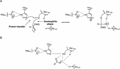 Figure 1 A schematic representation of the active site of HCV NS3 and its interaction with non-electrophilic and electrophilic inhibitors, assuming typical serine protease inhibition mechanisms. (A) mechanism-based inhibition by compounds with a C-terminal electron withdrawing group (EWG), and (B) product-based inhibitors with C-terminal carboxyl groups.