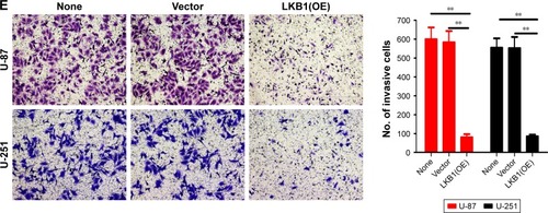 Figure 3 Upregulation of LKB1 suppresses glioma cell proliferation, migration, and invasion.Notes: (A) The overexpression efficiency against LKB1 was verified by Western blot in U-87 and U-251 cells. (B) Growth curves between none, vector, and LKB1(OE) by CCK-8 assay. The results are shown as the mean ± SD of at least three independent experiments. (C–E) Representative images (left panels) and histogram quantification (right panels) of the (C) colony formation assay, (D) Transwell migration, and (E) invasion assays with U-87 and U-251 cells. Statistical significance was assessed using one-way ANOVA followed by Dunnett’s tests for multiple comparisons. Scale bars: 50 µm. **P<0.01.Abbreviations: CCK-8, Cell Counting Kit-8; LKB1, liver kinase B1; OE, overexpression.