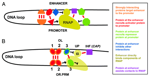 Figure 2. Lambda OL as a multi-faceted enhancer. The types of long-range protein-protein and protein-DNA interactions that characterize an RNA polymerase-enhancer complex are depicted (A), and compared with the corresponding interactions that occur during transcription from the lambda PRM promoter (B).