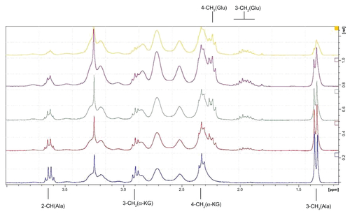 Figure S2 The relevant fragments of 1H NMR spectra of reaction mixture containing G34Pyr (2 mM), L-alanine and α-ketoglutarate (both 20 mmM) and transaminase (3 units) in D2O, pH = 7.4, recorded after (from bottom to top): 2, 6, 10, 20, and 45 minutes, respectively.Abbreviation: NMR, nuclear magnetic resonance.