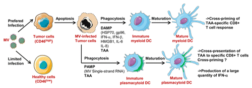 Figure 1. Attenuated measles virus (MV) antitumoral virotherapy activates myeloid and plasmacytoid dendritic cells, notably their capacity to cross-present tumor-associated antigens (TAA): MV preferentially infects tumor cells due to their overexpression of CD46. MV-infected tumor cells are lysed. They induce maturation of myeloid DC, mainly by DAMP expression (HSP70, gp96, IFNα, IFNβ, HMGB1, IL-6, IL-8), and maturation of plasmacytoid DC, mainly by MV single-strand RNA, a pathogen associated molecular pattern (PAMP) that triggers TLR7 expressed by pDC. DC internalized fragments of MV-infected tumor cells and cross-present TAA to specific CD8+ T cells. It has been demonstrated for myeloid DC that this cross-presentation can result in cross-priming, whereas this has not been demonstrated for pDC. pDC also produce large amount of IFN-α in response to tumor infected cells. This figure has been made using Servier Medical Art.