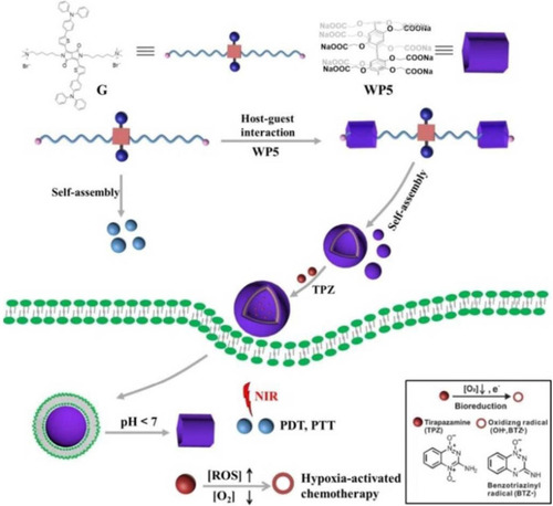 Figure 18 Construction of multifunctional supramolecular vesicles for combination cancer therapy.Notes: Reprinted with permission from Wang Q, Tian L, Xu JZ, et al. Multifunctional supramolecular vesicles for combined photothermal/photodynamic/hypoxia-activated chemotherapy. Chem Commun. 2018;54:10328–10331.Citation74; Copyright 2018, Royal Society of Chemistry.
