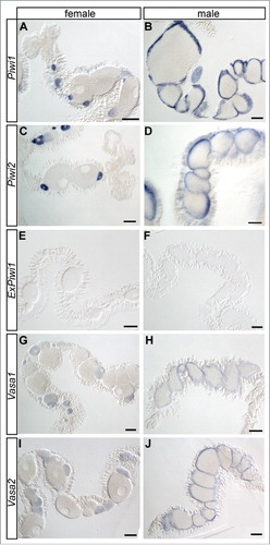 Figure 4. piwi and vasa genes are expressed in germ cells in adult animals. Spatial expression patterns of Piwi1, Piwi2, ExPiwi1, Vasa1 and Vasa2 in female (A, C, E, G, I) and male gonads (B, D, F, H, J) determined by in situ hybridization. Shown are mesenteries with the gonadal compartments. All genes except for ExPiwi1 are expressed in the early germ cells (early oocytes and cells at the margin of spermaries). Scale bars represent 100 µm.