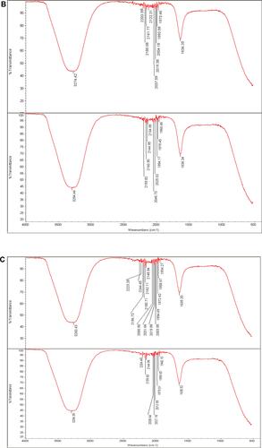 Figure 7 (A) Fourier transform infrared spectroscopy spectrum of Phoma sp. filtrate (above) and that for NPs prepared by their aid, P-AgNPs (below). (B) Fourier transform infrared spectroscopy spectrum of Chaetomium globosum filtrate (above) and that for NPs prepared by their aid, G-AgNPs (below). (C) Fourier transform infrared spectroscopy (FTIR) spectrum fungal filtrate (Chaetomium sp. (above) and that for NPs prepared by their aid, C-AgNPs (below).