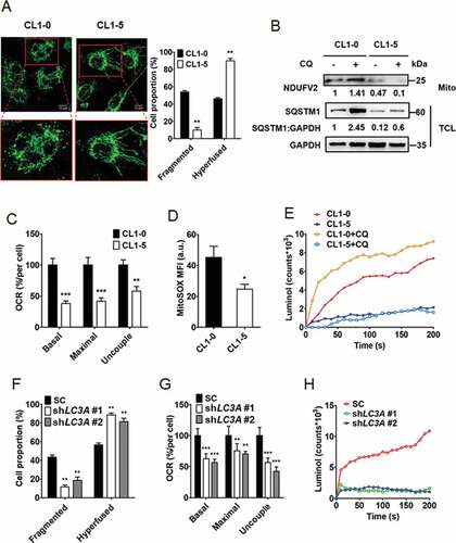 Figure 3. Autophagy regulates mitochondrial dynamics and degradation as well as ROS production. (A) Representative confocal fluorescence images of mitochondrial morphology in CL1-0 (fragmented, left) and CL1-5 (hyperfused, right) cells stained with mitochondrial marker TOMM20. Scale bar: 10 μm. Proportions of mitochondrial phenotypes (fragmented and hyperfused) were quantified. **p < 0.01. (B) Immunoblotting analysis to assess NDUFV2 expression from mitochondria fraction (Mito) and SQSTM1 and GAPDH expression from total cell lysate (TCL) of CL1-0 and CL1-5 cells treated with or without chloroquine (CQ, 30 μM) for 24 h. (C) OCR analysis of CL1-0 and CL1-5 cells. **p < 0.01, ***p < 0.001. (D) MitoSOX flow cytometry analysis to detect ROS levels in CL1-0 and CL1-5 cells treated with or without chloroquine (CQ, 12.5 μM) for 24 h. *p < 0.05. (E) Luminol chemiluminescence analysis to assess ROS levels in CL1-0 and CL1-5 cells treated with or without chloroquine (CQ, 12.5 μM) for 24 h. (F) Quantitative analysis of mitochondrial morphologies in CL1-0 cells transduced with the lentiviral vector encoding shLC3A or scrambled control (SC) for 14 days. **p < 0.01. (G) OCR analysis of CL1-0 cells transduced with the lentiviral vector encoding shLC3A or scrambled control (SC) for 14 days. **p < 0.01, ***p < 0.001. (H) Luminol chemiluminescence analysis of CL1-0 cells transduced with the lentiviral vector encoding shLC3A or scrambled control (SC) for 14 days.