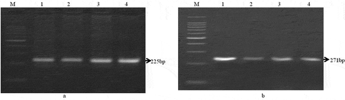 Figure 3. Identification two different species of meat animal with species specific primers based on mitochondrial 12S rRNA gene. Amplification of a) 225bp DNA fragment from mutton (Sheep) and b) 271bp DNA fragment from beef (Cattle) sample. Lane M: DNA marker, Lane 1–4: tested samples