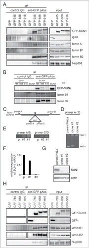 Figure 5. SUN1 interacts with B-type lamins. (A) Carboxy-terminus GFP-tagged SUN1 variants or GFP were transfected into HeLa cells and precipitated with anti-GFP pAbs. Then co-precipitated proteins were subjected to western blotting using indicated antibodies. (B) Carboxy-terminus GFP-tagged SUN1 variants or GFP-tagged SUN2 was transfected into HeLa cells and precipitated with anti-GFP pAbs. Then co-precipitated proteins were subjected to western blotting using anti-GFP, -lamin B1, and -lamin B2 antibodies. (C) The location of primer sets are indicated. Detailed sequence information is shown in Table S1. (D and E) Genomic DNA was obtained from parental HeLa, clone #1, or clone #2 cells. Then PCR was performed using indicated primer sets. Clone #1 showed single allele disruption, while clone #2 showed biallelic disruption. (F) SUN1 mRNA expression in parental HeLa, clone #1, and clone #2 cells was measured by real-time PCR. Results are presented as means ±SD. The values were normalized against GAPDH mRNA. (G) The expression level of SUN1 was analyzed by western blotting using anti-SUN1 pAbs and anti-actin mAb. (H) GFP tagged SUN1 variants or GFP were transfected into SUN1 knockout HeLa clone #2 cells and immunoprecipitation was performed with anti-GFP pAbs. Then precipitated proteins were subjected to western blotting using indicated antibodies.