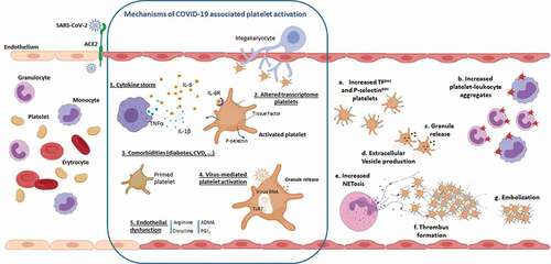 Figure 1. Platelet alterations in COVID-19 disease. As the SARS-Cov-2 infection progresses, the uncontrolled overproduction of inflammatory cytokines (1) may contribute to platelet activation resulting in increased exposure of P-selectin and Tissue Factor on the surface of circulating platelets.Platelet hyperreactivity may also be a consequence of the effect of SARS-CoV-2 on megakaryocytes. This results in the production of activated platelets characterized by significant changes in their transcriptome (2). Diabetes or cardiovascular diseases, characterized di per se by a sustained platelet activation state, may determine the presence in circulation of COVID-19 patients, of “primed platelets” more prone to activation (3). In addition, the altered platelet activation can be a direct consequence of the virus activity that, once internalized, can determine a Toll like receptor 7-mediated release of platelet granules (4). Finally, activation of endothelial cells, which is another hallmarks of COVID-19 disease, may result in a NO pathway dysfunction (5) that can promote and sustain further platelet activation. These mechanisms, which are not reciprocally exclusive, are responsible for (a) an increase in circulating procoagulant platelets expressing Tissue Factor, which are therefore able to support thrombin generation, and P-selectin-positive platelets available for the formation of heteroaggregates with monocytes and neutrophils (b). The release of alpha and dense granule cargo as well as the production of extracellular vesicles are further consequences of platelet activation (c,d). The interaction between platelets and neutrophils causes the formation of highly prothrombotic NETs (e) that can support the formation of fibrin-rich microthrombi that have been shown in the lung of COVID-19 patients (f,g).