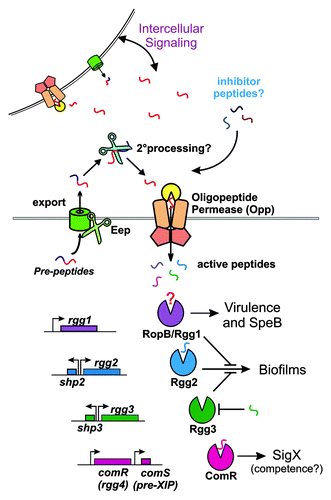 Figure 1. Proposed model of Rgg-dependent quorum sensing in Streptococcus pyogenes. Pre-peptides, encoded by shp, comS and other potential small ORFs, are secreted through a yet to be identified system, are processed to mature pheromones during export (Eep is one identified protease involved in SHP2 and SHP3 development) or once outside the cell (potential secondary processing involved), and are imported back to the cytoplasm by the oligopeptide transporter. Inside the cell, the active pheromones engage Rgg proteins, thus affecting target gene expression. Peptides that disrupt Rgg-pheromone interactions presumably would be imported in the same manner as other peptides, and may serve to inhibit normal signaling.