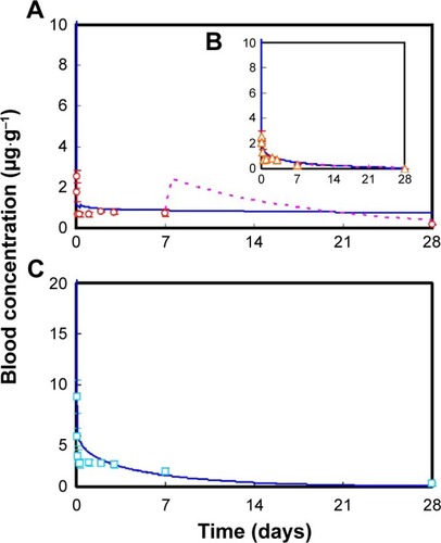 Figure 4 Comparisons between PBPK model simulations and pharmacokinetics of mice in blood after intravenous injection of (A) 10 nm and (B) 71 nm 65ZnO NPs, and (C) 65Zn(NO3)2.Notes: Solid and dashed lines represent simulations without and with calibration, respectively. Circles, triangles, and squares represent blood concentration data of 10 nm, and 71 nm 65ZnO NP, and 65Zn(NO3)2, respectively.Abbreviations: PBPK, physiologically based pharmacokinetic; NP, nanoparticle.
