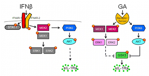 Figure 1 Models of how IFNβ and GA activate PI3Kδ/Akt and MEK/ERK pathways to induce sIL-1Ra production in monocytes. (A) IFNβ binds its specific receptor (IFNAR1-IFNAR2), which induces the activation of MEK2 and the translocation of MEK2 and PI3Kδ to the membrane. The activation of PI3Kδ/Akt pathway leads to sIL-1Ra production in monocytes; Grey kinases and proteins are activated but not implicated in sIL-1Ra production. The type 1IFN canonical STAT1 pathway also is dispensable to sIL-1Ra production.Citation17 (B) GA is recognized by a receptor (cell surface) or a sensor (inside the cell) that transduces signal via activation of both PI3Kδ/Akt and MEK1/2/ERK1/2 pathways. The two pathways then converge to phosphorylate/inactivate GSK3, resulting in the induction of sIL-1Ra production. This scheme is adapted from reference Citation13.