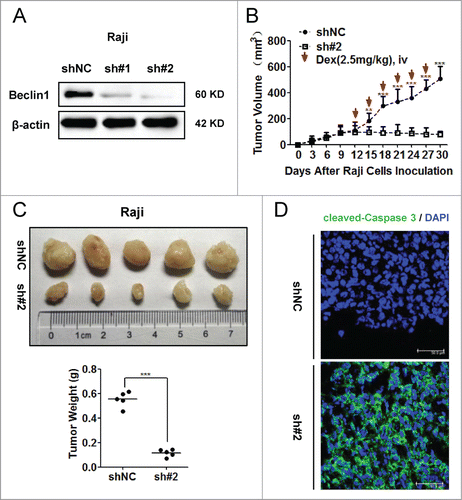 Figure 7. Inhibition of autophagy sensitized Raji cells to Dex-induced apoptosis in vivo. (A) Raji cells stably expressing shBeclin1 (#1, #2) and shNC vectors were constructed by lentivirus infection. The knockdown efficiency of Beclin1 was evaluated by Western blot. (B) Equal number (5 × 106 cells per mouse) of Raji cells stably transfected with shBeclin1 (#2) and shNC were subcutaneously injected into nude mice (n=5). At the beginning of 12th day, Dex (2.5mg/kg) was intravenously injected every 3 days. Tumor volume (mm3) was calculated by the multiplication of (long axis)/2 and (short axis)2. (**P < 0.01, ***P < 0.001) (C) Tumor were excised, photographed and weighed after the mice were sacrificed by cervical dislocation at the end of 30th day. (***P < 0.001) (D) Immunoreactivities of cleaved-Caspase 3 in xenografted tumors were analyzed by the immunofluorescence assay. Nucleus were stained by DAPI. Images were acquired by a confocal microscopy (Leica) and representative data were shown.