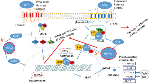 Figure 4 The downstream effect of short-chain fatty acids (SCFA) occurs with the regulation of MAPK signaling pathway and activation of NF-κB through two pathways: 1- activation of receptor FFA2, FFA3 receptors 2- inhibition of HDAC (histone deacetylase).Citation46