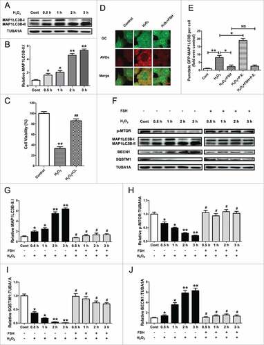 Figure 2. FSH inhibits H2O2-triggered autophagy in cultured GCs. (A) Primary cultured GCs incubated with or without 200 μM H2O2 for 1 h were then rinsed in PBS, and cultured under normal conditions for another 2 h. The expression of MAP1LC3B was determined by western blotting. (B) Quantification of the conversion of MAP1LC3B-I to MAP1LC3B-II. TUBA1A served as the control for loading. Data represent mean ± S.E; n = 3. *Represents P < 0.05 compared with the control group. ** Represents P < 0.01 compared with the control group. (C) GCs exposed to 200 μM H2O2 for 1 h were then treated with 50 μM chloroquine for 2 h. Cell viability was examined using the CCK-8 assay. Data represent mean ± S.E; n = 3. ** P < 0.01 compared with the control group. ## P < 0.01 compared with H2O2-only-treated cells. CL, chloroquine. (D) GCs with 1 h of H2O2 (200 μM) exposure were treated with 7.5 IU/ml FSH for 2 h. The acidic vesicular organelles (AVOs, red) were detected using acridine orange staining. Bar: 10 μm. (E) GCs transfected with GFP-MAP1LC3B plasmid for 48 h were incubated with 200 μM H2O2 for 1 h and cultured for another 2 h in the presence or absence of FSH (7.5 IU/ml), pepstatin A (10 μg/ml) and E64 (10 μg/ml). The formation of autophagosomes was assessed by quantifying the GFP-MAP1LC3B puncta per cell. Experiments were repeated in triplicate, and 3 fields of each coverslip were selected in random for counting. Data represent mean ± S.E; n = 3 in each group. *P < 0.05, **P < 0.01; NS, not significant, P > 0.05. (F) GCs cultured with or without 200 μM H2O2 for 1 h were then treated with FSH for 0.5 to 3 h. The expression of MAP1LC3B, p-MTOR, SQSTM1 and BECN1 in GCs was determined by western blotting. (G to J) The conversion of MAP1LC3B-I to MAP1LC3B-II, MTOR dephosphorylation, SQSTM1 degradation and BECN1 expression were quantified by densitometric analysis. TUBA1A served as the control for loading. Data represent mean ± S.E; n = 3. * Represents P < 0.05 compared with the control group. ** Represents P < 0.01 compared with the control group. # Represents P > 0.05 compared with the control group.