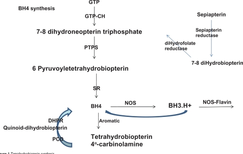 Figure 1 Tetrahydrobioterin synthesis.