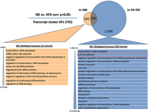 Figure 10 Intermittent and sustained hypoxia modulates colonic transcriptomic response to high-fat diet – gene ontology analysis. Venn diagram depicts the minimal overlap among the genes significantly regulated by high-fat diet (HFD) in normoxic mice (NM; in orange) and mice under intermittent and sustained hypoxia (IH+SH; in blue) treatment. Gene ontology (GO) analysis was performed with transcript cluster IDs (TIDs) exclusively regulated by HFD in NM (145) and in mice treated with IH+SH (1698). Ease score threshold of p<0.05 was chosen and calculated per number of GO-annotated TIDs. Out of a diverse group of 242 biological process categories within 1698 TIDs, only 18 most significant are shown for clarity and cell–cell adhesion category is highlighted in red.