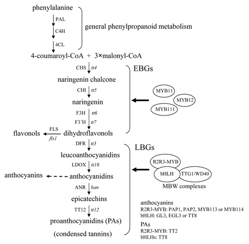 Figure 1. The biosynthetic pathway for flavonols, anthocyanins, and PAs in Arabidopsis. This pathway starts with the general phenylpropanoid metabolism and subsequent steps are catalyzed by a series of structural enzymes leading to the biosynthesis of 3 final end products, including flavonols, anthocyanins, and PAs. The early biosynthetic genes (EBGs) are activated by 3 functionally redundant R2R3-MYB proteins (MYB11, MYB12, and MYB111), whereas the expression of the late biosynthetic genes (LBGs) requires the transcriptional activation activity of the R2R3-MYB/bHLH/WD40 (MBW) complex. Enzymes are denoted in uppercase and corresponding genetic loci are indicated in italic lowercase letters. PAL, phenylalanine ammonia-lyase; C4H, cinnamate 4-hydroxylase; 4CL, 4-coumarate:CoA ligase; CHS, chalcone synthase; CHI, chalcone isomerase; F3H, flavanone 3-hydroxylase; F3′H, flavanone 3′-hydroxylase; DFR, dihydroflavonol 4-reductase; LDOX, leucoanthocyanidin dioxygenase; ANR, anthocyanidin reductase; tt, transparent testa; ban, banyuls.