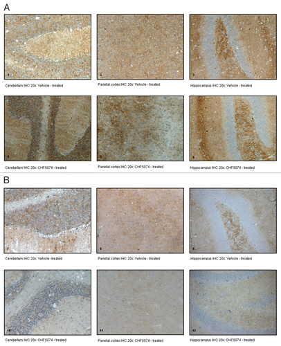 Figure 5 Representative immunohistochemical staining with monoclonal antibody ICSM35. (A) coronal brain sections of intracerebrally-infected mice treated with vehicle (1. Cerebellum IHC 20x; 2. Parietal Cortex IHC 20x; 3. Hippocampus IHC 20x) or CHF5074 (4. Cerebellum IHC 20x; 5. Parietal Cortex IHC 20x; 6. Hippocampus IHC 20x); (B) coronal brain sections of intraperitoneally-infected mice treated with vehicle (7. Cerebellum IHC 20x; 8. Parietal Cortex IHC 20x; 9. Hippocampus IHC 20x) or CHF5074 (10. Cerebellum IHC 20x; 11. Parietal Cortex IHC 20x; 12. Hippocampus IHC 20x).