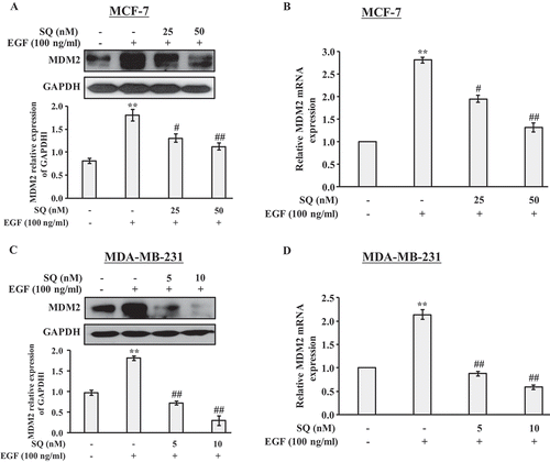 Figure 4. SQ inhibits EGF-induced expression of MDM2. (A, B) The effects of SQ on EGF-induced MDM2 expression increase were assessed by western blot and real-time PCR in MCF-7 cells. (C, D) The protein and mRNA levels of MDM2 were determined by western blot and real-time PCR in MDA-MB-231 cells. * P < 0.05, ** P < 0.01 vs control; # P < 0.05, ## P < 0.01 vs the cells only treated with 100 ng/ml EGF.