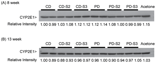 Figure 6.  Immunoblot of CYP2E1 in liver microsomes of mice fed a control (CD) or pyridoxine-deficient (PD) diet for 8 or 13 weeks. Panel A: The repernsentative samples from two individual mice/treatment group are shown here. Control mice (CD), control mice with 2 or 3 days supplementation (CD-S2, CD-S3), pyridoxine-deficient mice (PD), and pyridoxine-deficient mice with 2 or 3 d supplementation (PD-S2 or PD-S3) were compared after 8 weeks on the respective diets. Panel B: Each lane contained microsomal samples prepared from livers pooled from 3 individual mice from each dietary treatment group, i.e., control mice (CD), control mice supplemented with pyridoxine for 2 or 3 days (CD-S2, CD-S3), pyridoxine-deficient mice (PD), and pyridoxine-deficient mice supplemented with pyridoxine for 2 or 3 days (PD-S2 or PD-S3) after 13 weeks on the respective diets. Each lane was loaded with 5 μg of protein. Microsomes from acetone-treated mice (5 μg protein) were used as a positive control. The level of CYP2E1 expression was measured as protein band intensity using a densitometer. The relative intensities of controls (CD) in the first lanes are arbitrarily assigned a value of 1.0 and protein band intensities in other lanes are expressed relative to those of the controls.