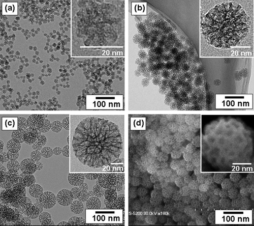 Figure 3. Transmission electron microscopy images of prepared mesoporous silica nanoparticles with mean outer diameter: (a) 20 nm, (b) 45 nm, and (c) 80 nm. Photo (d) is a scanning electron microscope image corresponding to (b). The insets are a high magnification of mesoporous silica particles.