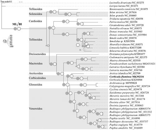 Figure 1. Phylogenetic tree in Veneroida using the complete mitochondrial PCGs sequences. The complete mitogenome is downloaded from GenBank and the phylogenic tree is constructed by maximum-likelihood (ML) and Bayesian inference (BI) method. The bootstrap values and posteriori probability were presented as the proportion of gray and white circles, respectively. The dotted lines indicated the structure of the BI tree differing from that of ML tree. The genomic sequences obtained in this study were shown by bold type.