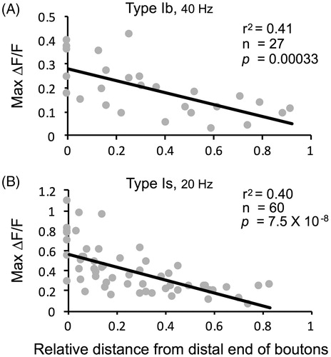 Figure 8. Regression of GCaMP signal gradients (max ΔF/F) along the normalized physical distance of type I bouton locations from the motor terminal end. (A) Type Ib (40 Hz) and (B) Type Is (20 Hz). The relative distances of individual boutons were expressed as a fraction, determined by dividing the absolute distance from the distal end over the entire length of the terminal nerve branch. Ib: N = 5, Is: N = 10.