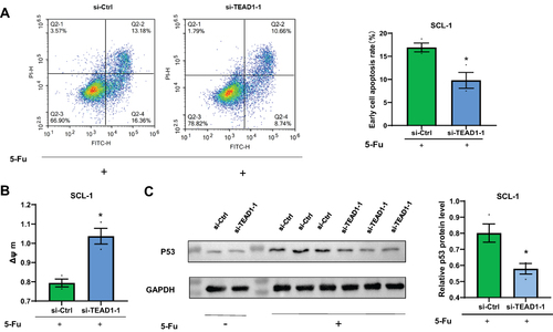 Figure 3 Effect of down-regulation of TEAD1 on apoptosis. (A) Cells were transfected with si-TEAD1 for 24 hours before the addition of 5 ug/mL of 5-fluorouracil. After another 48 hours, cell apoptosis was analyzed by annexin V/propidium iodide staining and flow cytometry analysis. (B) Cell apoptosis of (A) was analyzed by JC-1 (Δψ m). (C) Western blot analysis on indicated proteins. GAPDH was used as an internal control. All the quantitative data were presented as the standard error of the mean (SEM). *P < 0.05, **P < 0.01.