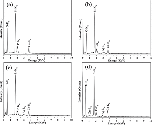 Figure 3. EDS analysis of (a) un-doped, (b) 2.5 mol% Ag-doped, (c) 5.0 mol% Ag-doped, and (d) 2.5 mol% Ag/2.5 mol% Zn co-doped BG specimens.