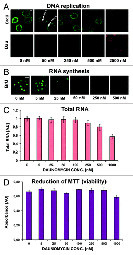 Figure 6. Replication and transcription in cells treated with daunomycin. (A and B) Images of immunolabeled BrdU (A) and BrU (B) incorporated into DNA and RNA respectively, in daunomycin-treated cells; scale bar 5 μm (A) and 20 μm (B).(C) Relative amounts of RNA in daunomycin-treated cells. (D) Cell viability after treatment with daunomycin, measured by the MTT assay.