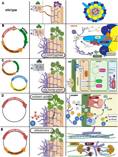 Figure 3. Candidate transgenes (1st column) for 4 modular engineering targets, their desired effects (2nd column), and their Mechanisms (3rd column). Transgenes in 1st column and their protein products in the 3rd column are color-matched. (A) the AM phenotype of unmodified Arabidopsis; plants can be colonized by AM fungi nursed from a host plant, but without symbiosis and resulting in a defense response. (B) Arabidopsis modified for increased compatibility with AM fungi by secretion of strigolactones (‘Strig.’) from root hairs, liberation of scopoletin (yellow) from its glycoside, and defense reduction in response to lipochitooligosaccharides (purple). (C) Arabidopsis modified to synthesize and export symbiotic 2-MAGs into the root apoplast where they meet carbon needs of AM fungi; by upregulation of general lipid synthesis (WRI1, FatB), 16:0 and 14:0 FA synthesis (AtFatB, CnFATB3), a G3P acyltransferase (GPAT6), cutin ABC transporter for MAG export from the cell membrane (ABCG13), and lipid transfer protein (LTPG1) to export MAGs across the cell wall. (D) Driving transport of nutrients secreted into the intercellular apoplast by expressing a single plasma membrane proton pump (AtAHA2); protons are cotransported with nutrients and also upregulate transporter expression. (E) Alteration of cell wall stiffness to allow AM fungi to enter the cell. Right, top: a stiff cell wall with tightly packed xyloglucan/hemicellulose (blue chain) and cellulose microfibrils (green) that prevent access by hyphopodia (purple). Bottom: xyloglucanase (MtXTH1) modifies hemicellulose chain lengths and hemicellulose-cellulose interfaces to provide binding sites of expansin (AtEXPA1) that increases wall flexibility to allow hyphae in.