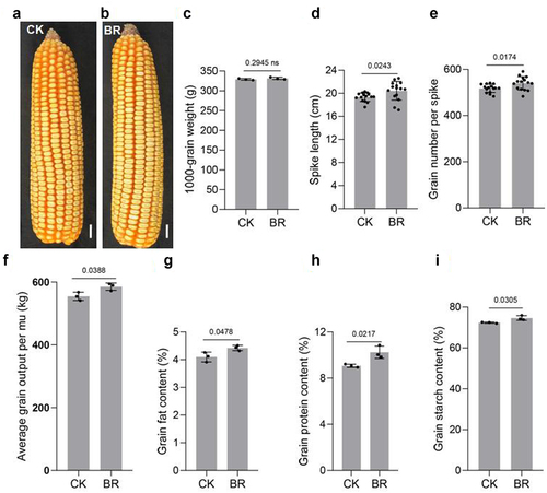 Figure 7. BR increases the yield of maize. Phenotype of maize spike length under CK(a) and eBL(b) treatments. Scale bars, 1 cm. The 1000-grain weight(c), spike length(d), grains per spike(e), and the yield per mu(f). Protein(h), fat(g), and starch(i) contents. Data were analyzed from 15 seeds for each genotype from 3 experiments(d, e). Data represent mean ± s.d. of three biological repeats. Statistical significance was determined by two-sided Student’s t-test (c-i); NS, not significant; P values are indicated. CK: 0 mg/L eBL; BR:1 mg/L eBL.