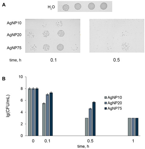 Figure 4 Time-dependent antibacterial effects of the AgNPs at [Ag] 200 μM. (A) Escherichia coli colony-forming ability on agar plates at various periods of incubation with AgNPs of different size; (B) bar charts showing survival of E. coli cells as a function of time of treatment with AgNPs. CFU – colony-forming unit.
