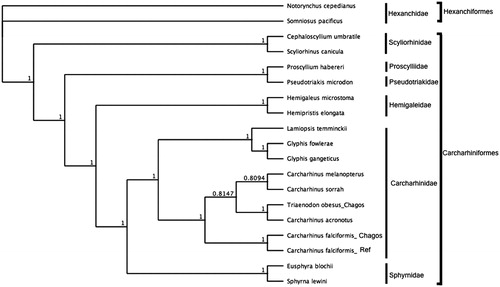 Figure 1. Bayesian estimate of phylogenetic position of Carcharhinus falciformis within the order Carcharhiniformes based on complete mitochondrial genomes. Members of the order Hexaniformes served as the outgroup. Families are indicated by vertical lines and orders by square brackets. Numbers at nodes are posterior probabilities. GenBank Accession Numbers: Notorynchus cepedianus (AB560489.1); Sominosus pacificus (AB560492.1); Cephaloscyllium umbratile (KT003686.1); Scyliorhinus canicula (Y16067.1); Proscyllium habereri (KU721838.1); Pseudotriakis microdon (AB560493.1); Hemipristis elongata (KU508621.1); Hemigaleus microstoma (KT003687.1); Lamiopsis temminckii (KT698048.1); Glyphis fowlerae (KT698049.1); G. gangeticus (KT698040.1); Carcharhinus melanopterus (KJ720818.1); C. sorrah (KF612341.1); C. falciformis_Ref (MK092088); C. falciformis_Chagos (MN943498); C. acronotus (KF728380.1); Triaenodon obesus_Chagos (MN943497); Eusphyra blochii (KU892590.1); Sphyrna lewini (JX827259.1).