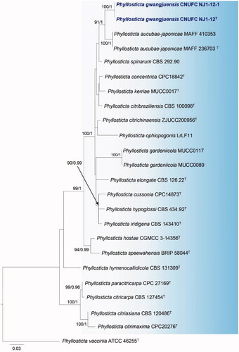 Figure 2. Maximum likelihood phylogenetic tree inferred from combined ITS, TEF1, and ACT gene sequence data for Phyllosticta gwangjuensis CNUFC NJ1-12, P. gwangjuensis CNUFC NJ1-12-1, and related species. Bootstrap support values for maximum likelihood (MLBS) higher than 70% and Bayesian posterior probabilities (BPP) greater than 0.95 are indicated above or below branches. Phyllosticta vaccinia ATCC 46255 was used as the outgroup. The newly generated sequences are indicated in bold blue. T = ex-type.