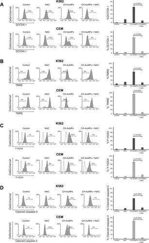 Figure 8 Effect of ROS production in the biochemical characteristics of cell death induced by CH-AuNPs in K562 and CEM cells. (A) Analysis and quantification ROS by flow cytometry using DCFDA staining and N-acetyl-cysteine (NAC) as a ROS inhibitor in K562 and CEM cells treated with CH-AuNPs. (B) Mitochondrial membrane potential loss analysis and quantification by Flow cytometry using TMRE staining and NAC (ROS inhibitor) in K562 and CEM cells after 24 hrs of treatment with CH-AuNPs. (C) Nuclear damage analysis and quantification measured through γ-H2AX using NAC in K562 and CEM cells. (D) Cleaved caspase-3 analysis (left) and quantification (right) during ROS inhibition (NAC) by flow cytometry in K562 and CEM cells after 24 hrs of treatment with CH-AuNPs.