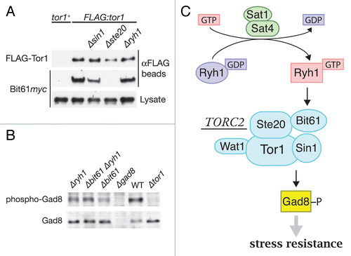 Figure 1 The Bit61 subunit is important for TORC2 regulation by Ryh1. (A) Ste20-dependent association of Bit61 with TORC2. tor1+, FLAG:tor1, FLAG:tor1 Δsin1, FLAG:tor1 Δste20 and FLAG:tor1 Δryh1 strains carrying the bit61:myc allele were subjected to anti-FLAG immunoprecipitation, and the isolated FLAG-Tor1 and Bit61myc were detected by immunoblotting. (B) Reduced Gad8 phosphorylation at the hydrophobic motif in Δbit61 cells. Crude lysate from wild-type, Δtor1, Δgad8, Δryh1, Δbit61 and Δbit61 Δryh1 strains was analyzed by anti-phospho-Gad8 and anti-Gad8 immunoblotting.Citation7 (C) GTP-bound Ryh1 stimulates phosphorylation and activation of Gad8 kinase by TORC2. Activity of Gad8 kinase is essential for cellular resistance to environmental stress, such as high osmolarity and high temperature.