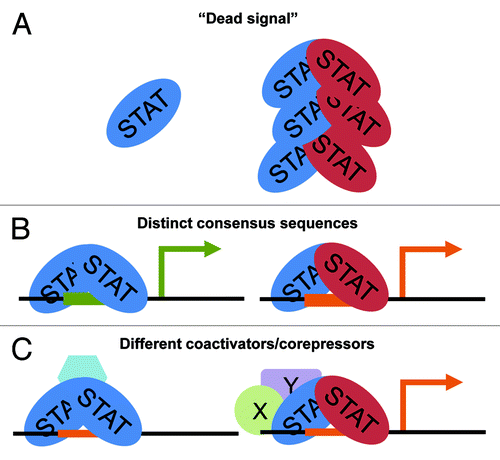 Figure 3. Potential mechanisms of STAT heterodimer function. (A) STAT heterodimers may act as a sink, reducing the pool of available STAT proteins able to homodimerize. (B) STAT heterodimers may act by binding a unique consensus site (green vs orange, in this model), allowing for transcription of alternative gene targets. (C) STAT heterodimers could also function through the recruitment of different transcriptional coactivators/repressors. In this model, the consensus site is not significantly altered, but rather homodimers recruit repressors while heterodimers recruit coactivators.