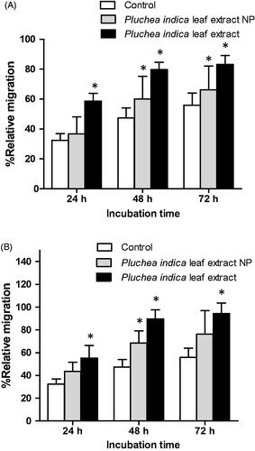 Figure 3. Migration of cells in serum free medium in the absence or presence of (A) 62.5 μg/mL and (B) 125 μg/mL Pluchea indica leaf extract and Pluchea indica leaf extract NPs. *p < 0.05 indicates a statistically significant difference between untreated and extract or NP treated cells.