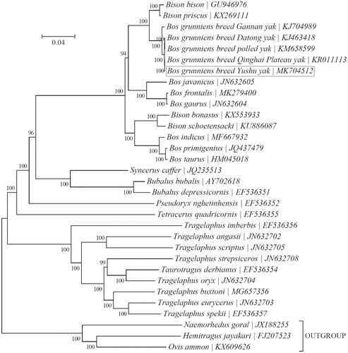 Figure 1. Phylogeny of the subfamily Bovinae based on the Bayesian analysis of the concatenated sequences of 13 mitochondrial protein-coding genes (alignment size: 10,593 bp). The best-fit nucleotide substitution model is ‘GTR + G+I’. The support values are placed next to the nodes. Three species within the subfamily Caprinae were included as outgroup taxa.